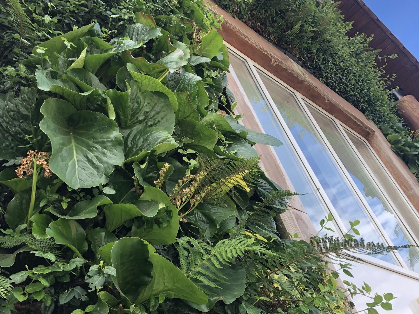 Carless + Adams architects designed living wall at Green Tree Court care home in Exeter