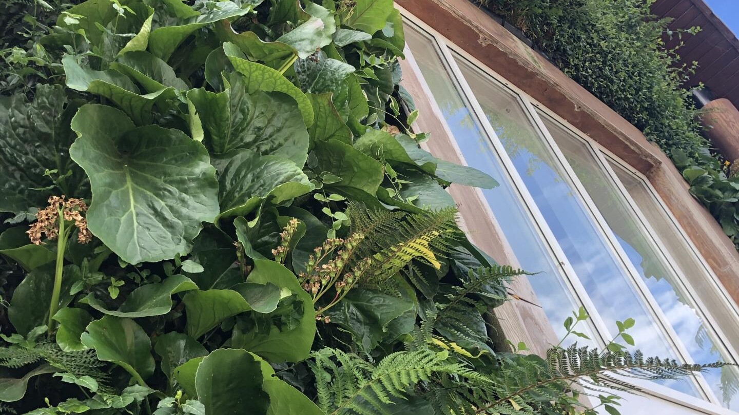 Carless + Adams architects designed living wall at Green Tree Court care home in Exeter